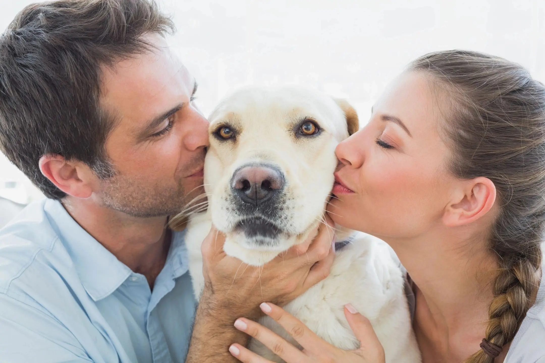 Couple kissing a yellow Labrador retriever