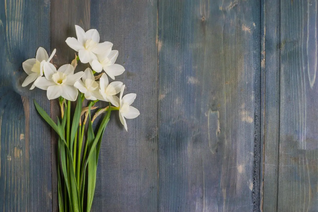 White daffodils on weathered blue wooden background